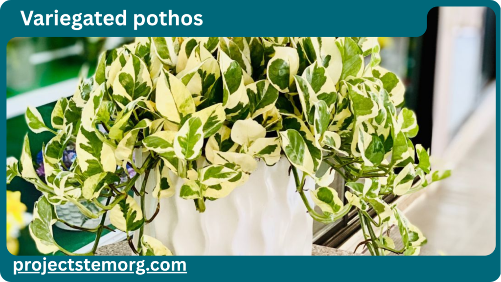 variegated pothos