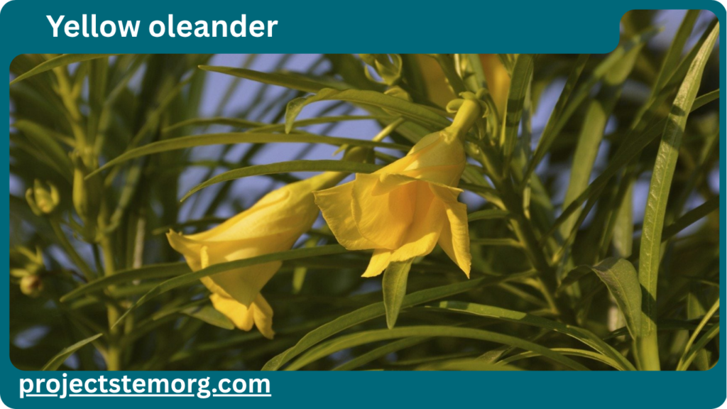 yellow oleander